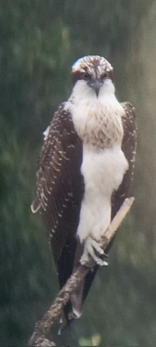 Osprey on a branch, Pandion haliaetus, Balbuzard pêcheur, Visarend