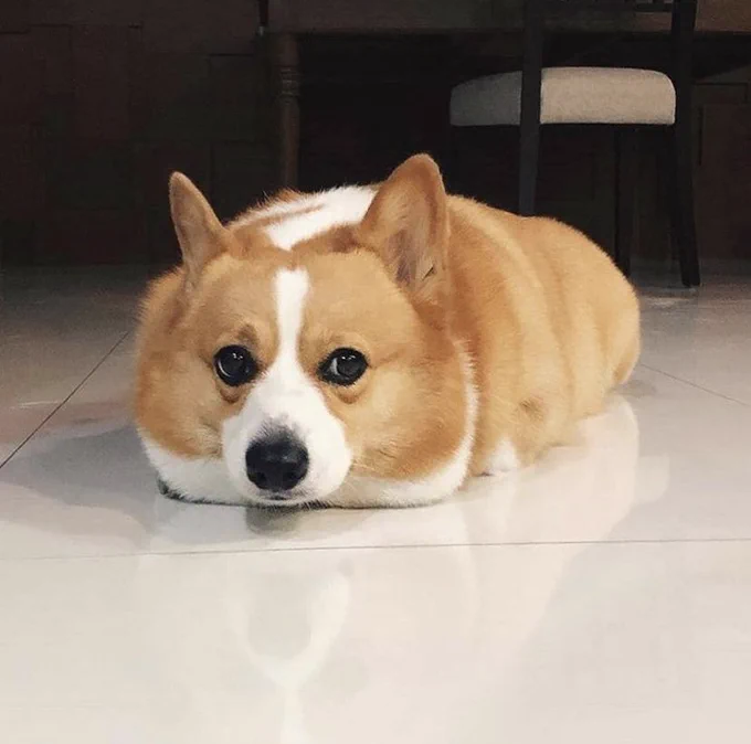 a tan loaf rests on a gleaming white marble floor. it has some white markings on the front side, along with three black dots for two eyes and a nose. two ears jut up from the top of the loaf in artistic points. conveniently, ears are features of both loaves of bread and adorable corgis.