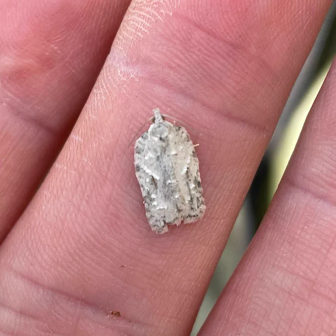 Grey Birch Button moth, small white moth with rounded shoulders and tufts