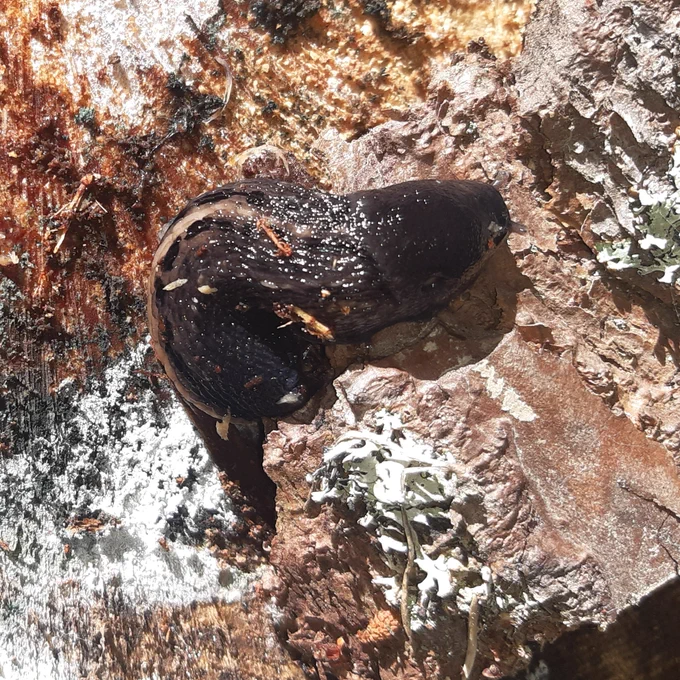 Ash Grey Slug, large ash coloured slug with a pale stripe and black blotches