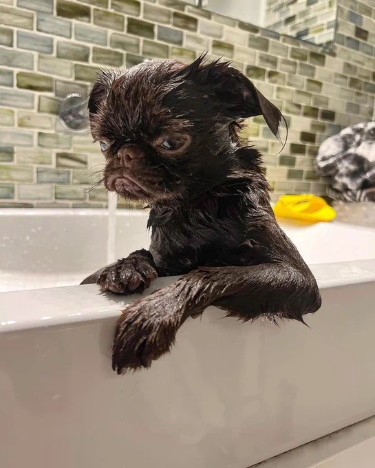 a very wet black dog glares at you from inside a white porcelain sink. she has one arm hooked around the edge of the basin and is wearing a truly menacing scowl on her face. the water is still running behind her. you should also be running.