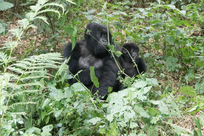 Two mountain gorillas in Rwanda 