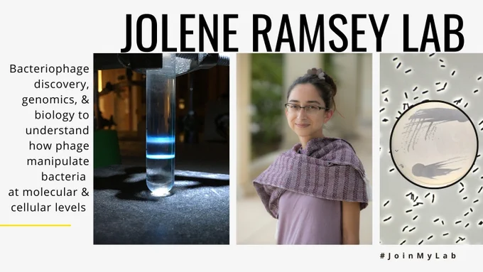 Jolene Ramsey Lab: Bacteriophage discovery, genomics, & biology to understand how phage manipulate bacteria 
at molecular & cellular levels