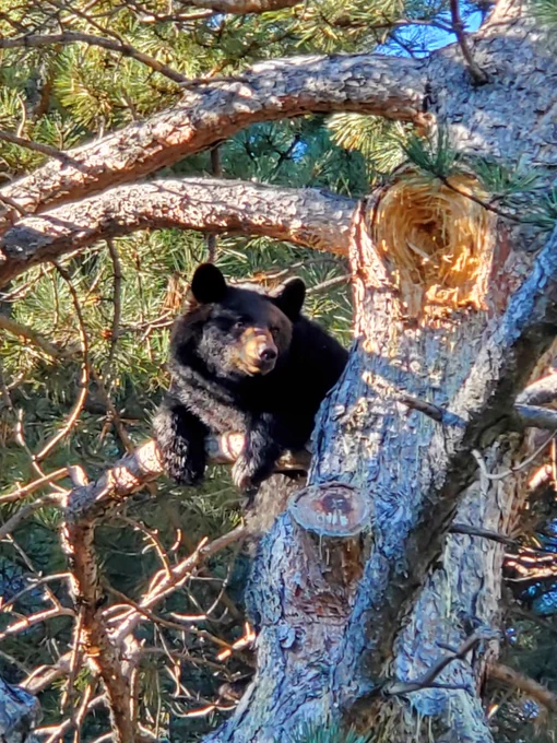 A bear laying in a tree on the Oval at C S U.