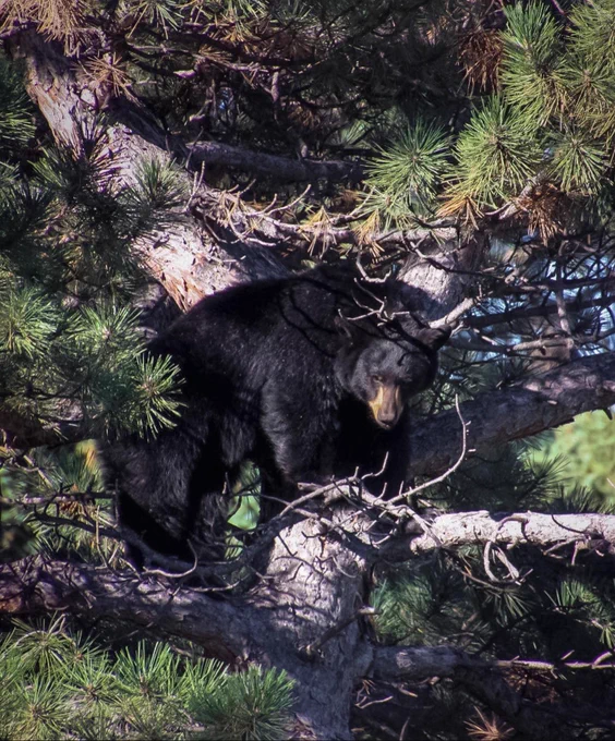 A bear sitting in a tree on the Oval at C S U.