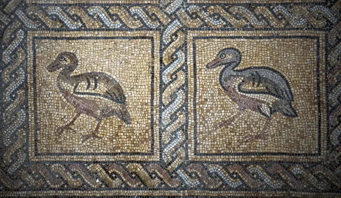 Two birds in square framing, surrounded by a guilloche pattern - from a Byzantine-era mosaic floor that was uncovered recently by a Palestinian farmer in Bureij in the Gaza Strip, earlier this month.Credit: Fatima Shbair/ AP