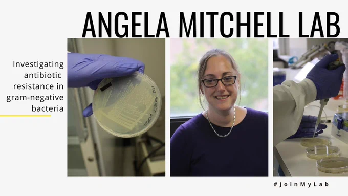 Angela Mitchell Lab: Investigating antibiotic resistance in gram-negative bacteria