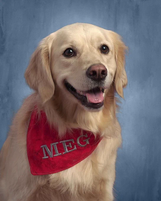 a blond golden retriever with feathery fur looks up and a little to the left in front of a blue backdrop in a classic school picture day pose. she’s wearing a bright red bandana jauntily to one side with her name, Meg, embroidered in all caps, and you know she's had this outfit planned for weeks. she’s smiling naturally with her tongue out just a bit and her big brown eyes reflecting the flash.