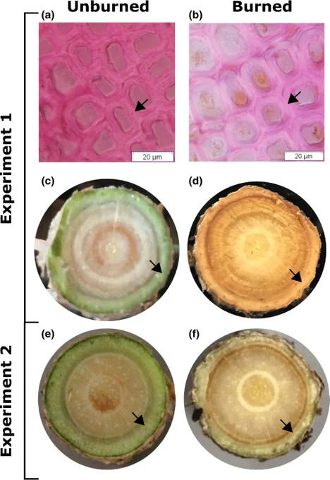 Phloem and xylem cross-sections of Pinus ponderosa saplings exposed to lethal fire intensity. Cross-sections of unburned (a) and burned (b) plants in Experiment 1 show similar nonheat-induced damaged xylem cell walls (arrows). Cross-sections of unburned (c, e) and burned (d, f) plants in Experiments 1 and 2, respectively. 
