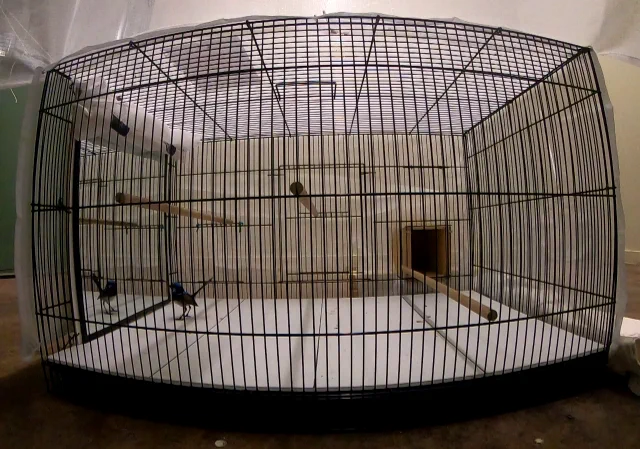 A superb fairy-wren observes its mirror image inside a flight cage, during a mirror stimulation test to measure its aggressiveness. © Flinders University BirdLab