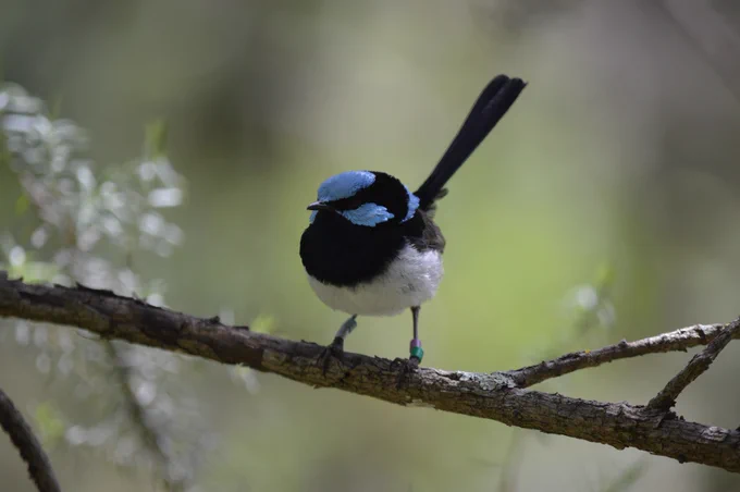 A superb fairy-wren perches on branch. A superb fairy-wren observes its mirror image inside a flight cage, during a mirror stimulation test to measure its aggressiveness. © Andrew Katsis