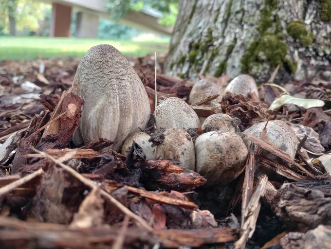 Scaly ink cap mushrooms popping out of mulch