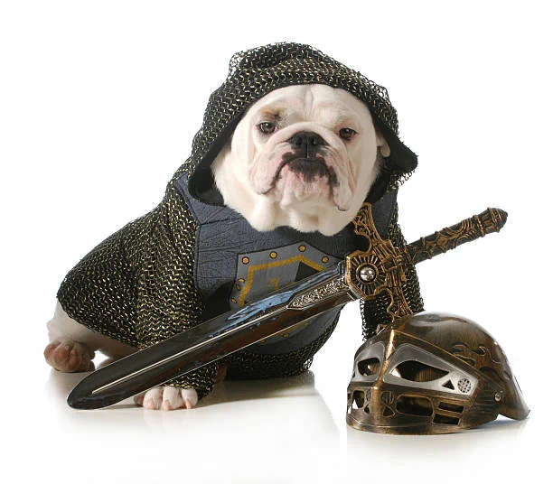 Bulldog wears armor and sits behind a sword and helmet