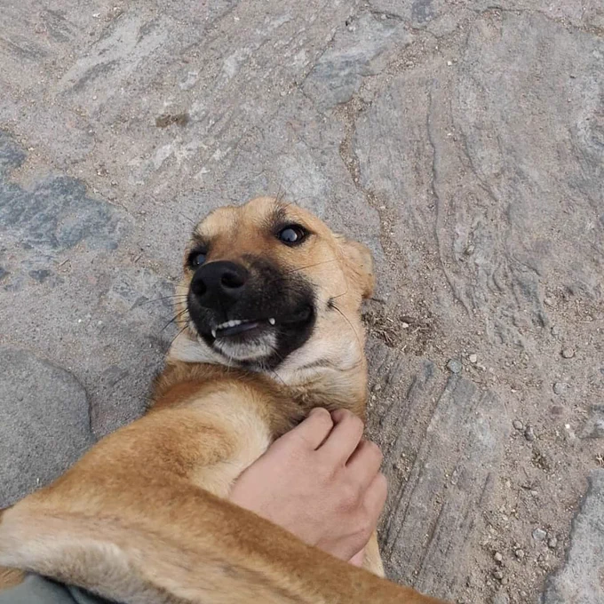 Indian Street dog being pet