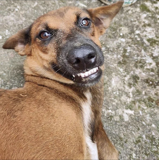 Dog lying down and smiling