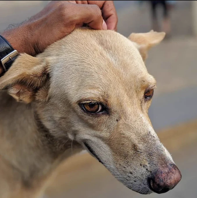 Dog being pet