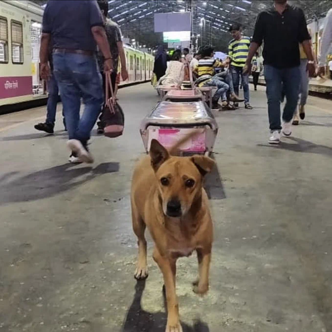 Dog walking in an Indian Railway Station
