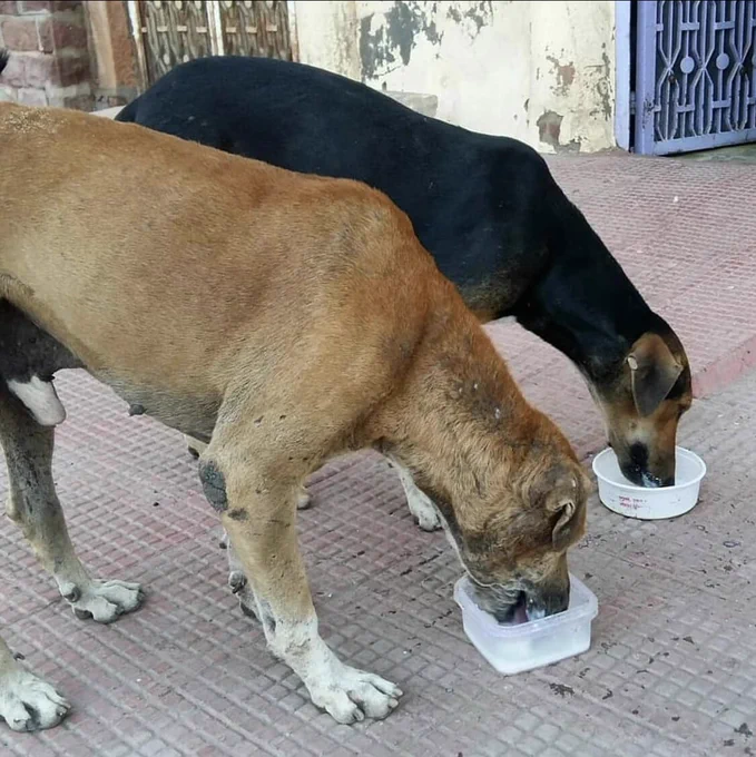 Indian Street dogs eating from plastic bowls
