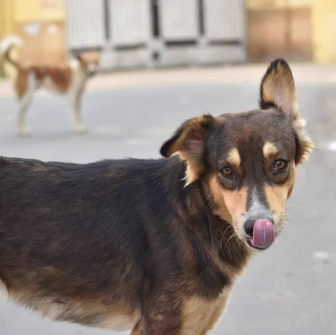 Black and brown dog with one ear up licking its nose