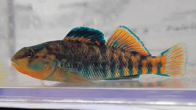 A colorful, orange and blue, rainbow darter fish
