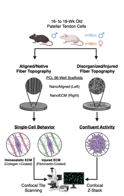 Graphic of the experimental workflow for this study. We used skeletally mature (~16-18 weeks of age) primary cells isolated from the patellar tendons of "scar-mediated healer" B6 (top left) and "super-healer"/regenerative MRL/MpJ (top right) mice.

We used both 2D and 3D culture platforms to investigate tendon cell behavior (via fluorescence microscopy) in response to different surface topographies and biochemical cues that are associated with homeostasis and healing.  