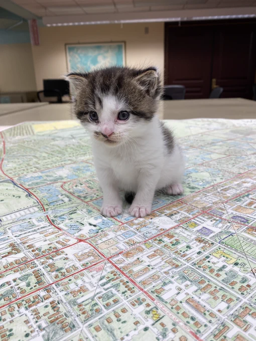 Photo of a kitten, named Fergus, on a map of State College.