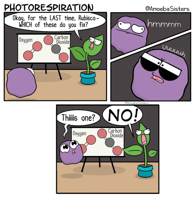 Science comic with three panels. First Panel features plant and rubisco. Plant points to a diagram of oxygen and carbon dioxide and says, "Okay, for the last time, Rubisco - Which of these do you fix?" Second panel features rubisco appearing confused. Third panel features plant and rubisco. Rubisco asks, "This one?" and points to oxygen. Plant yells, "No!"