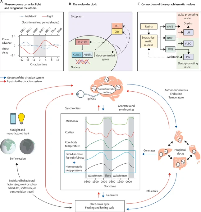 Figure 1: The human circadian timekeeping system. You can find this figure on page 6 of the Series Paper, Circadian rhythms and disorders of the timing of sleep.