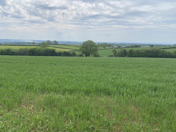 resown intensively managed agricultural grassland in Co. Antrim. the landscape is green and looks superficially pleasant, but wildlife has been pushed into tiny refuges here