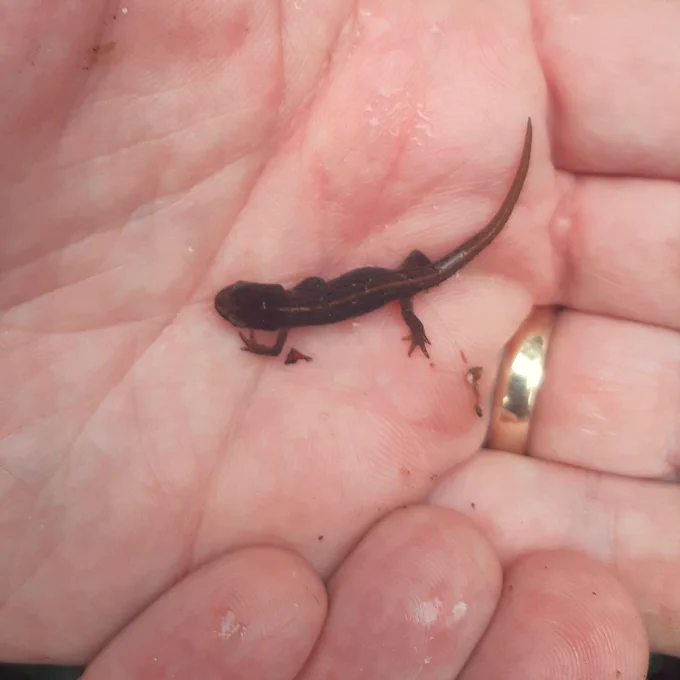 A newt with a brown body and orange stripe down the back in a person's hands