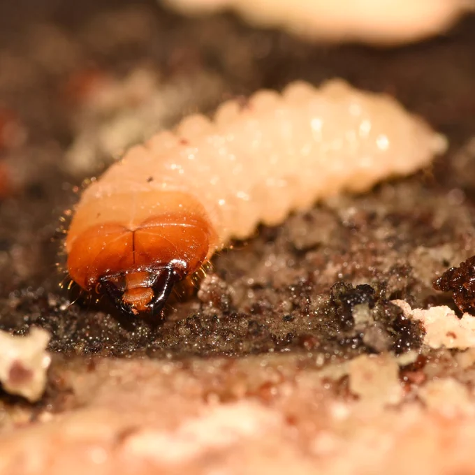 a close up of a longhorn beetle larva with flattened orange head, big dark jaws and a beige body