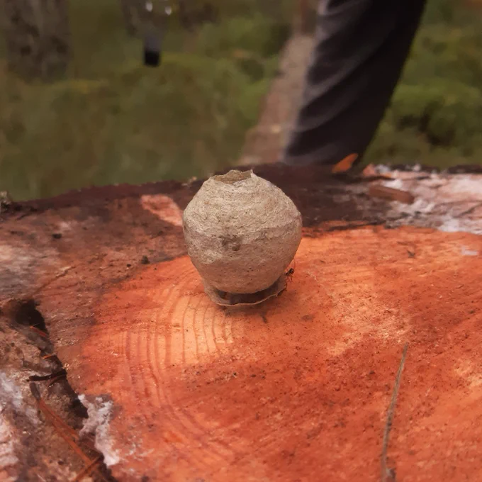 Social wasps nest, a brown papery  ball hanging inside the stump hole
