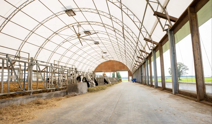 Interior view of a dairy barn with cows lining the left side and curtains on the right side that allow for ventilation. It is a fabric building with a white roof and steel framed interior