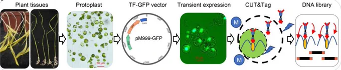 Diagram of the workflow of tsCUT&Tag in plants. Image 1, plant tissues (plant breeding); image 2, protoplast (extraction); image 3, GFP-tagged TF vector construction; image 4, GFP image showing transient expression; image 5, CUT&Tag in transfected live cells; image 6, representation of DNA library construction. 