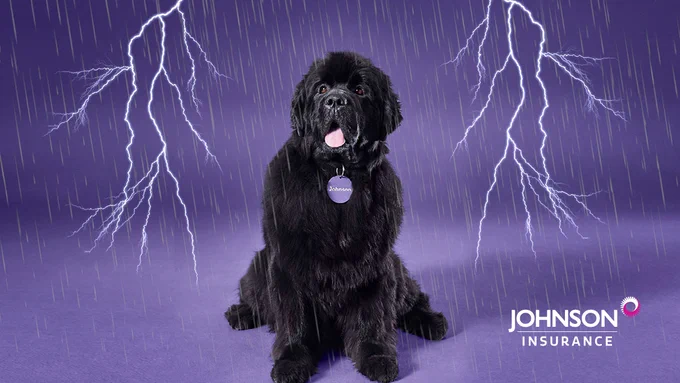 A large black newfoundland retriever sits in front of a purple background, fake lightning strikes around it. Johnson Insurance logo is in the bottom right corner.