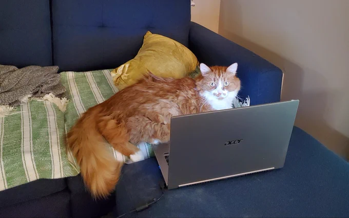 An orange and white cat lays on a blue couch in front of a laptop. The glow of the screen illuminates his face. His intense expression suggests he may have gone down some kind of rabbit hole of dubious reddit conspiracy theories.