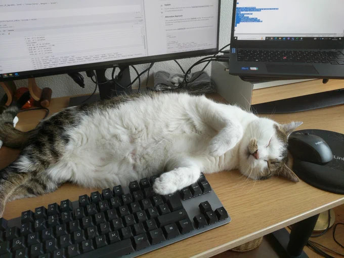 A big, furry cat lying in the middle of the desk. Mouse and keyboard are squeezed next to it.