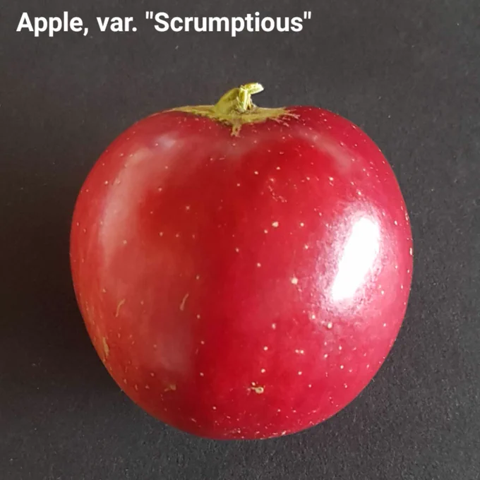 A beautiful shiny bright red apple with a short green stalk. The variety is Scrumptious. It's lit from the side, against a dark background, and there's a bright white reflection on the right hand side.