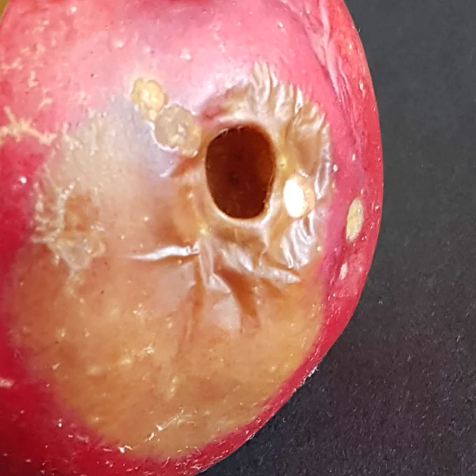 The less beautiful side of the science apple. A large brown rotten patch surrounds a one centimetre diameter circular hole into a large putrefying cavity.