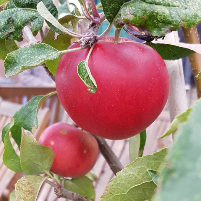 Close up of a couple of apples on the tree. There's a large smooth bright red apple in the foreground amid some green leaves. Behind it is a smaller red apple with a few small brown patches, signs of attack from some pest.