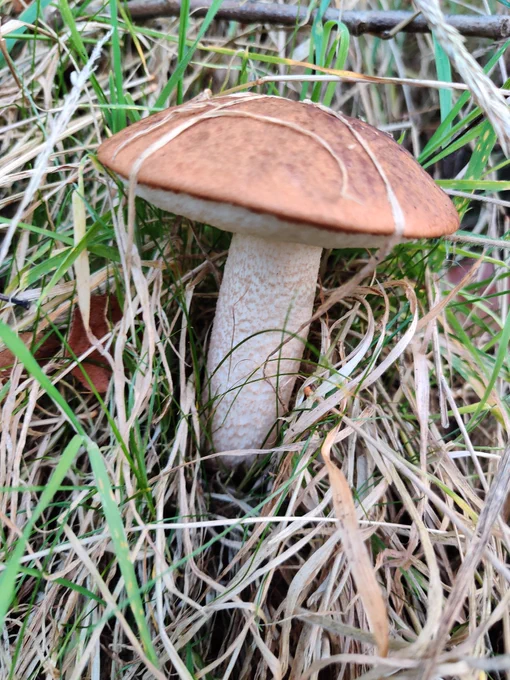Leccinum albostipitatum mushroom