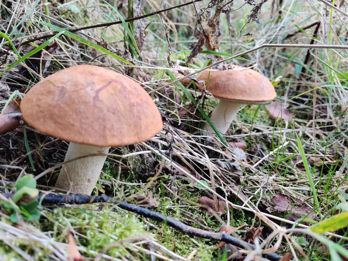 A pair of Leccinum albostipitatum mushrooms