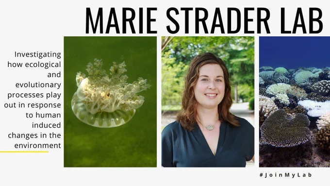 Marie Strader Lab: Investigating how ecological and evolutionary processes play out in response to human induced changes in the environment