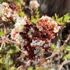 Small white, pink, and rust-colored flowers in bundles circled by small green leaves.