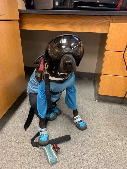 Black Labrador retriever dog sitting on a floor with a desk in the background. The dog is wearing blue clothes, rubber boots on his four paws, a harness and lead, and goggles.