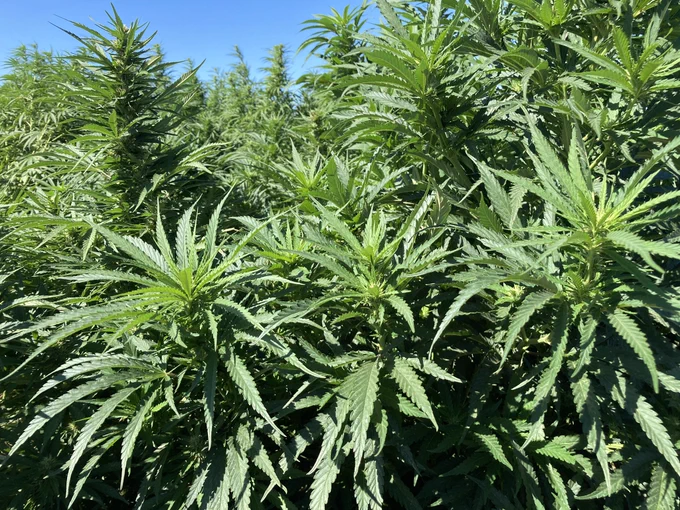 Hemp plants in field