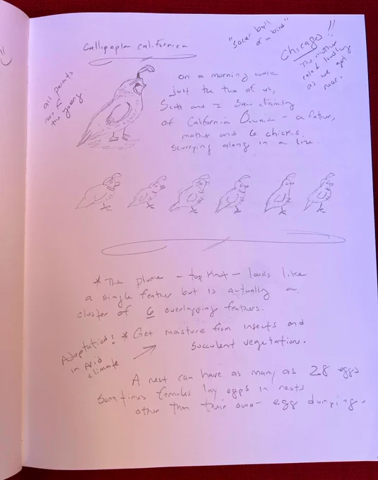 Pencil drawing of a stout bird with face markings and a cluster of 6 feathers on its head at the top left of a journal entry; pencil drawing of 6 chicks at the bottom; a written description of the mother bird’s vocalization sounding like “Chicago!” at the top right.