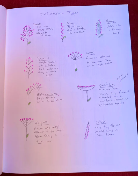 Pencil sketches of 9 flower stalk types in gray, pink, and green.