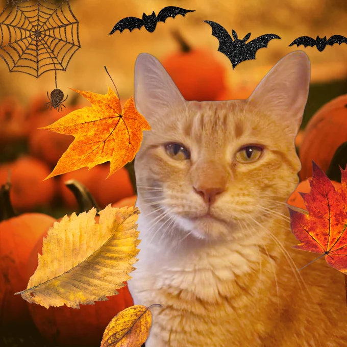 An orange cat is sitting in a pumpkin patch surrounded by glitter bats, a spooky spiderweb and falling autumn leaves