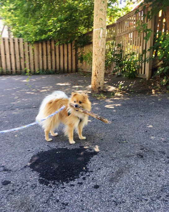 Ollie the Pomeranian with a big stick in his mouth